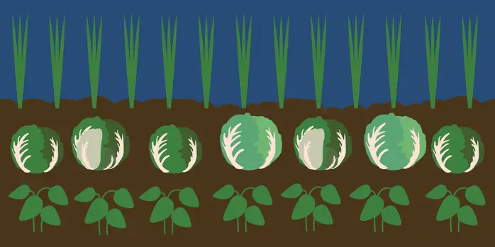 las-planted-lettuce-2x