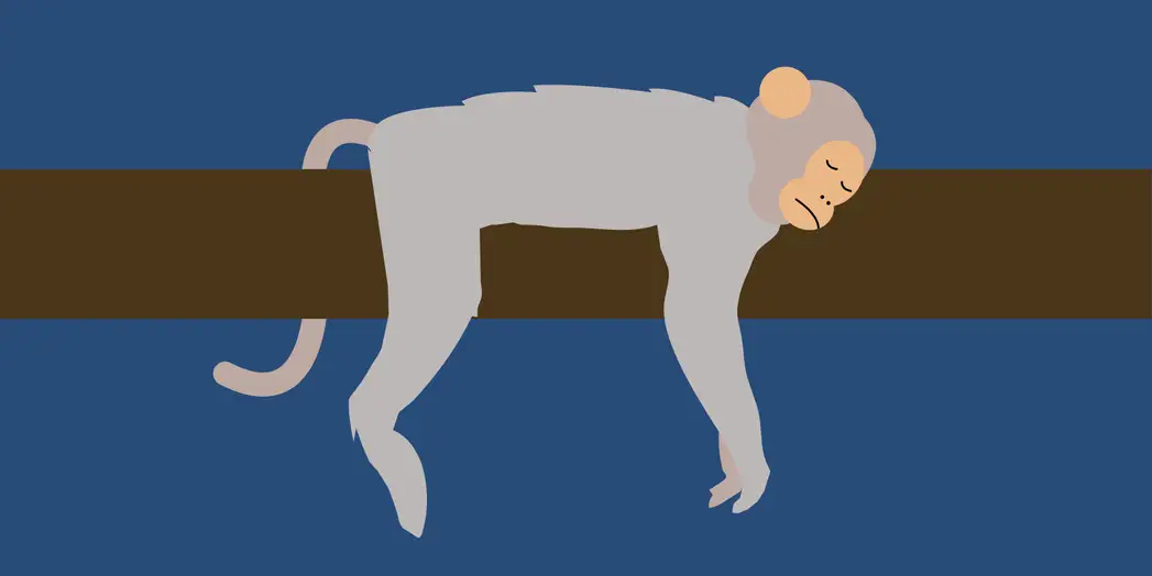 article-sleeping-primate-2-2x